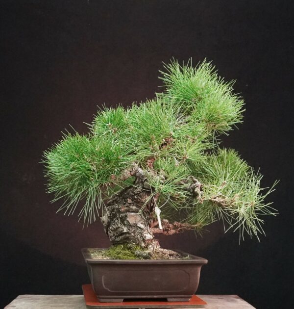 Japanese Black Pine (Moyogi) | 55 cm | Japan | Bold Form, Grounded Elegance - Afbeelding 4