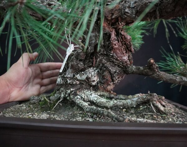 Japanese Black Pine (Moyogi) | 55 cm | Japan | Bold Form, Grounded Elegance - Afbeelding 5