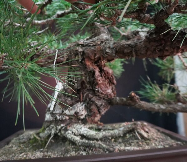 Japanese Black Pine (Moyogi) | 55 cm | Japan | Bold Form, Grounded Elegance - Afbeelding 6