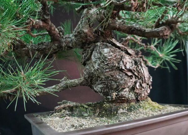 Japanese Black Pine (Moyogi) | 55 cm | Japan | Bold Form, Grounded Elegance - Afbeelding 7